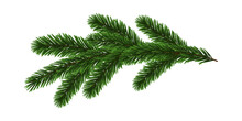 Green Christmas Fir Branch