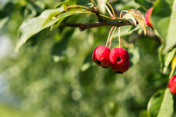 Aufkleber - Many small red apples on the branches apple tree, sunny day, autumna lot of small red apples on a branch of an apple tree, autumn sunny day. Ripe yellow and orange ranetki on a branch. Autumn harvest