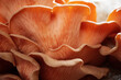 © Ian - close up of pink oyster mushroom (Pleurotus djamor) detail