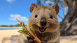 Happy quokka holding leaves from rottnest island in perth. Quokka enjoying and happy. generative ai