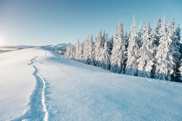 Poster - Majestic spruces glowing by sunlight. Location Carpathian, Ukraine, Europe.