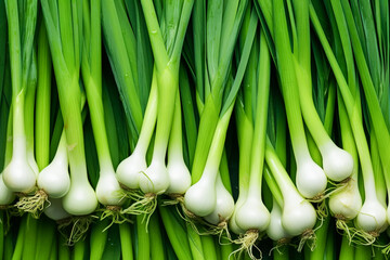 Wall Mural - Top view of fresh green spring onion vegetables, close up macro detail from above.


