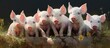 Russel and his happy family of pigs were basking in the sunshine, their pig ears perked up as they played together, a joyful piglet joining in the fun.