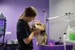 Pet groomer bathing a corgi puppy. Specialist washing a purebred Welsh Corgi dog in a grooming salon