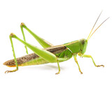 Fototapeta Storczyk - Grasshopper isolated on white background, cutout