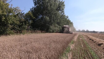 Wall Mural - A close-up view of a harvester cutting wheat in a field. Close up Combine harvesting a wheat field. Combine working the field.
