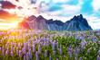 Fantastic dramatic landscape with flowers of lupine in the background of mountains Vestrahorn , Iceland at sunset. Exotic countries. Amazing places. (Meditation, antistress - concept).