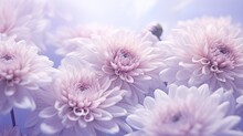 A Whimsical Mix Of Lavender Hued Chrysanthemums And Delicate Frost Patterns. 