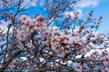 Poster - Almond blossom