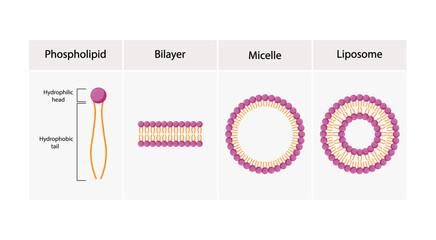 Liposome, Micelle and bilayer structure. Phospholipid  structure with hydrophilic head and hydrophobic tails. Drug encapsulation. Vector illustration.