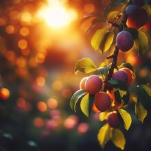 Ripe Fresh Plums On A Tree Branch In The Garden At Sunset, A Branch With Natural Plums On A Blurred Background Of A Plum Orchard At Golden Hour Agriculture Harvesting Background. Many Ripe Fruits