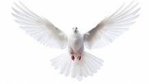 A Free Flying White Dove Isolated On A White Background. AI