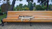 Adorable Street Dog Sleeping And Relaxing On A Park Bench