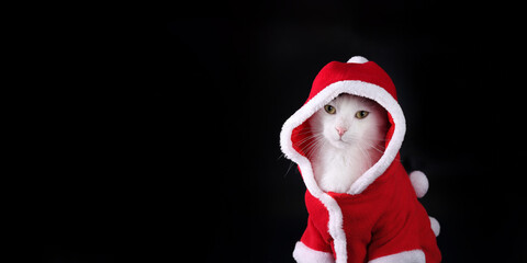 Wall Mural - Christmas Cat looks at the camera. Santa cat in Christmas festive outfit on a black background. Merry Christmas. Xmas Greeting card. Happy New Year. Santa's helper.