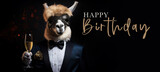 Fototapeta  - Happy Birthday party celebration greeting card with text - A funny alpaca with suit, bow tie and champagne glass, champagne cheers during a celebration, isolated on black background