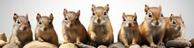 Group Of Eastern Gray Squirrels Perched On Stones Against White Background