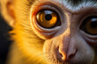 Common squirrel monkey eyes