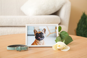 Wall Mural - Frame with picture of dog, collar and rose flower on wooden table in room. Pet funeral