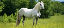 In The Lush Green Pasture, A Young White Arabian Stallion With A Sleek Mane Grazed Peacefully, Its Color Contrasting The Vibrant Landscape.