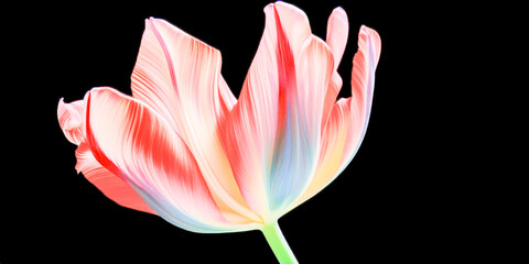 Sticker - Close up of Tulip Flower