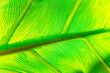 © Andrew Kornylak - Close up of a green palm leaf with light shining through