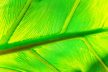 Close Up Of A Green Palm Leaf With Light Shining Through