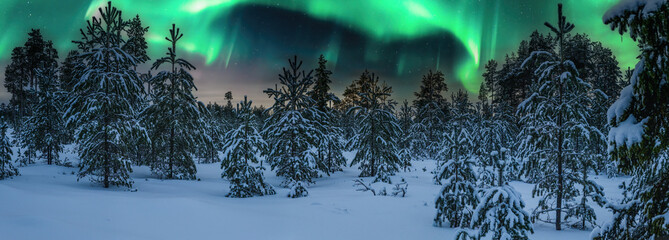scenic panorama of northern green lights over young pine tree forest decorated by fresh snow. aurora