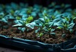 Discover the Secret Life of Seedlings: Thriving on a Cardboard Bed! Generative AI