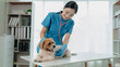 © kamiphotos - Veterinarian is working in animal hospital, A veterinarian is examining a dog to see what disease it is suffering from, The little dog was being examined by a veterinarian at a clinic.