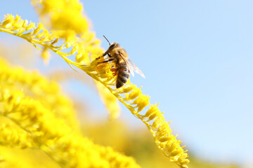 Sticker - Honeybee collecting nectar from yellow flower outdoors against light blue sky, closeup. Space for text