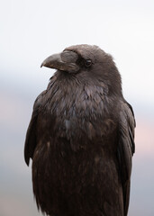 Wall Mural - Vertical portrait of a raven in the soft light of a cloudy day with the muted colors of Bryce Canyon's red rock cliffs in the background.