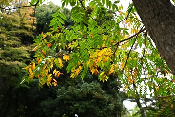 Wall Mural - Japanese wax tree autumn leaves. This tree has been cultivated since ancient times to extract wax from its fruit, which is used as a raw material for Japanese candles and cosmetics.