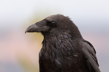 Wall Mural - Portrait of a raven with a background of muted color from the landscape of Bryce Canyon Utah, USA on a cloudy day