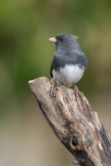Wall Mural - dark-eyed junco (junco hyemalis)