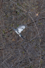 Wall Mural - belted kingfisher (Megaceryle alcyon) in flight