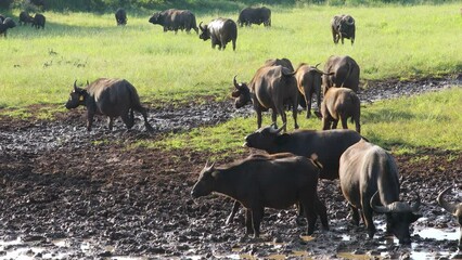 Wall Mural - African of Cape buffalo (Syncerus caffer) herd at a muddy waterhole, Mokala National Park, South Africa