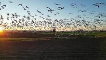 Snow Geese In Flight At Sunset Over Farmland