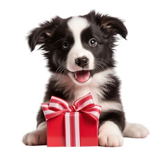 Puppy Dog Border Collie Holding Red Gift Box In Mouth Isolated On White Background