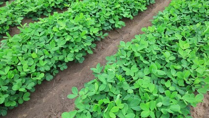 Poster - Grow peanuts in the fields, North China