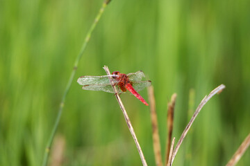 a femal red-veined darter (sympetrum fonscolombii) resting with a natural green background