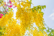 Golden Shower, Cassia Fistula, Purging Cassia, Indian Laburnum, or Pudding-Pipe Tree. Southeast Asia Tropical Yellow Flower tree