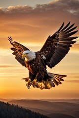  Close-up of a beautiful eagle flying at sunset against the sky. Wildlife, protected birds concepts.