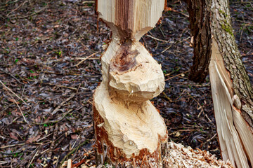 Wood sculpture created by beavers in the wild. Heavily chewed tree trunk