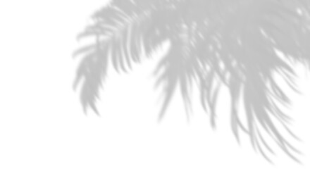 Wall Mural - shadow palm leaves blow movement on transparent backgrounds 3d render png