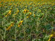 Field of Sunflowers in Summer