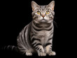 © Vig - American Shorthair Cat Studio Shot Isolated on Clear Background