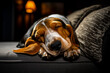 © fotogurmespb - Sleeping Basset Hound dog in peaceful relaxed slumber