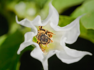 Sticker - Bee inside white flower