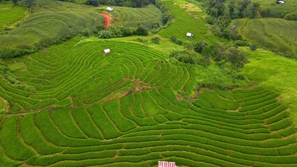 Poster - Paddy rice farmland in Northern Thailand, Pa Pong Piang rice terraces in North Thailand, green rice paddy fields during green season