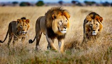 Male Lion Stalking In Three Different Photos